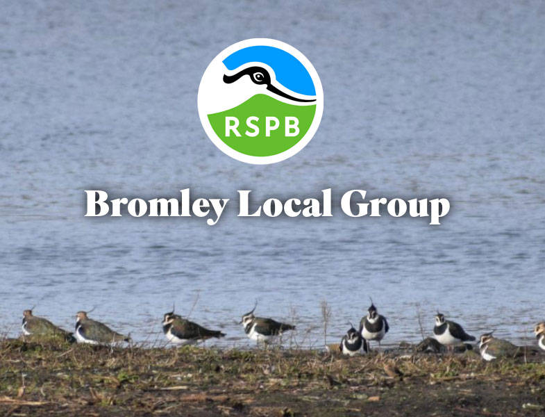 RSPB Bromley: events this&nbsp;month
