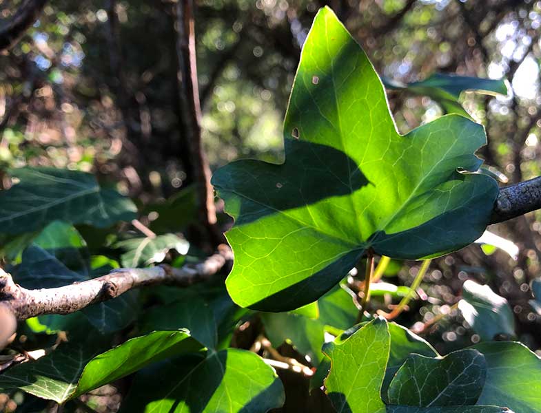 Holly bashing, bees and&nbsp;volunteers