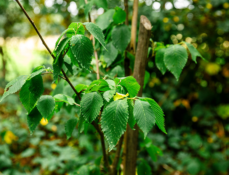 Keston roadworks and forest&nbsp;planting