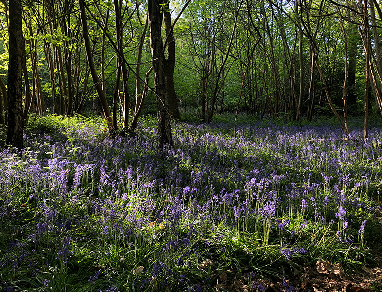 News from Wickham Common and Spring&nbsp;Park