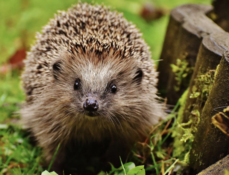 Save the date: Gardens for Wildlife Open&nbsp;Day