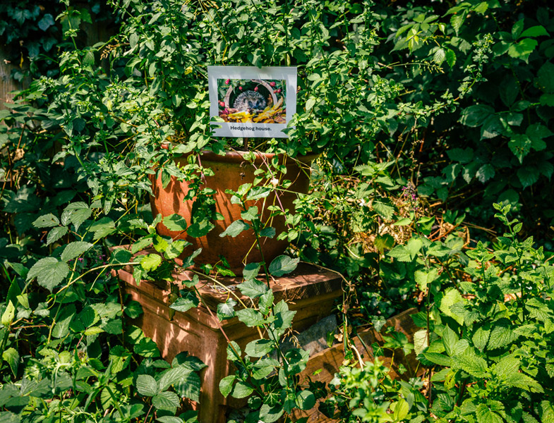 Space set aside for a hedgehog to make a home