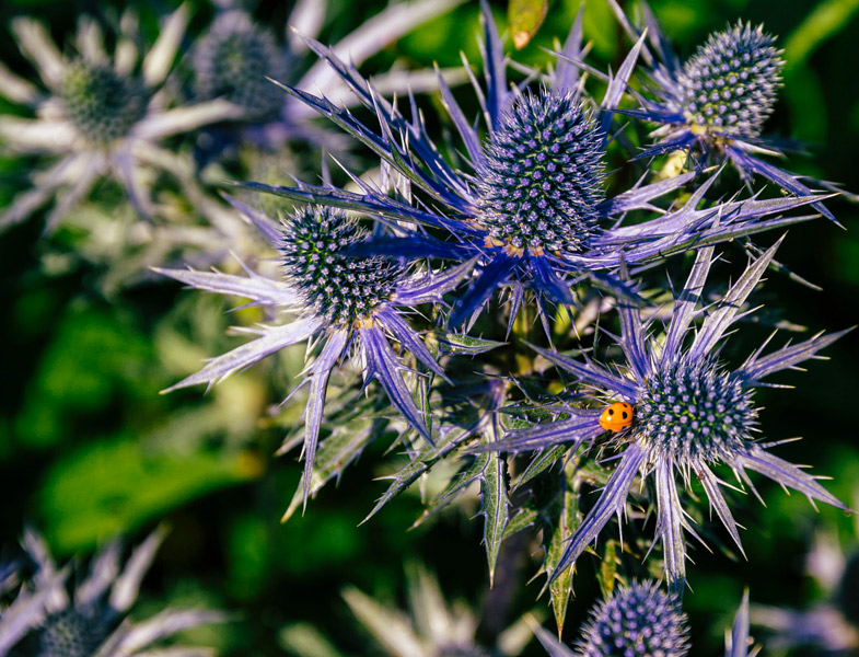 Ladybirds enjoying the sun-loving sea holly