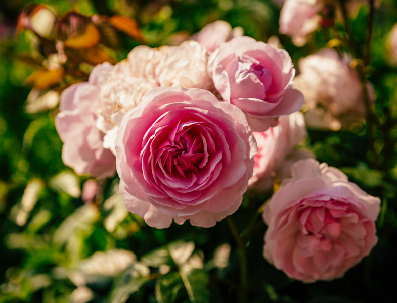 Dates for your diary: EACH Open Gardens +&nbsp;more