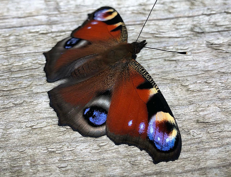 Join in the Big Butterfly&nbsp;Hunt