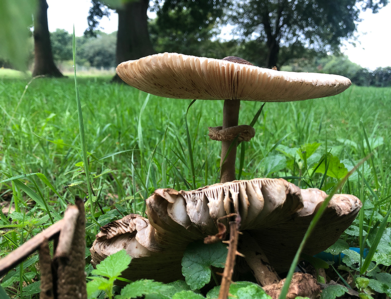 Fungi Foray: Spring Park, 4 October 