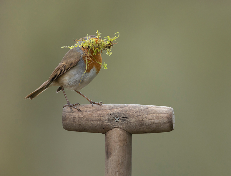 Backyard safari: garden wildlife through the&nbsp;year