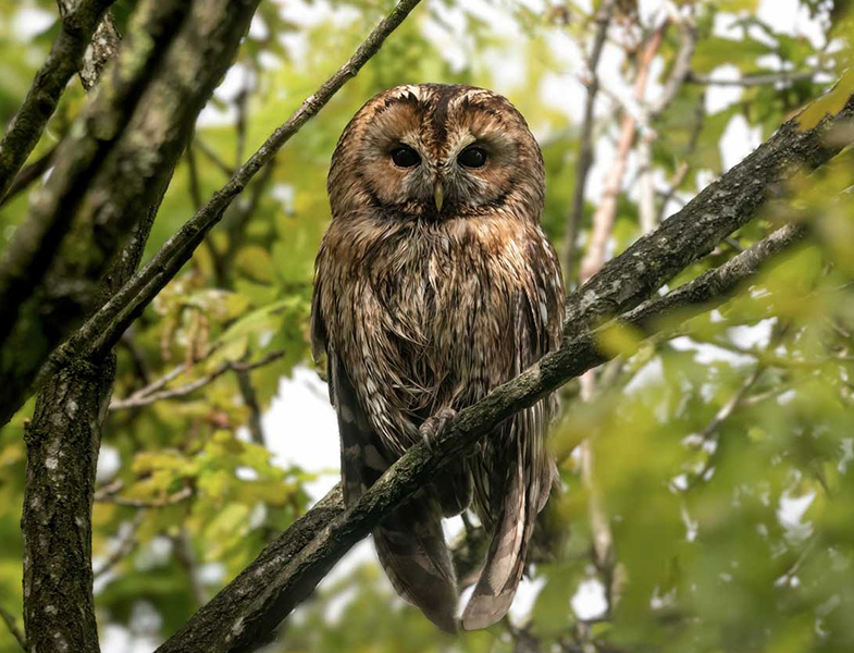 An update from Wickham Common & Spring&nbsp;Park