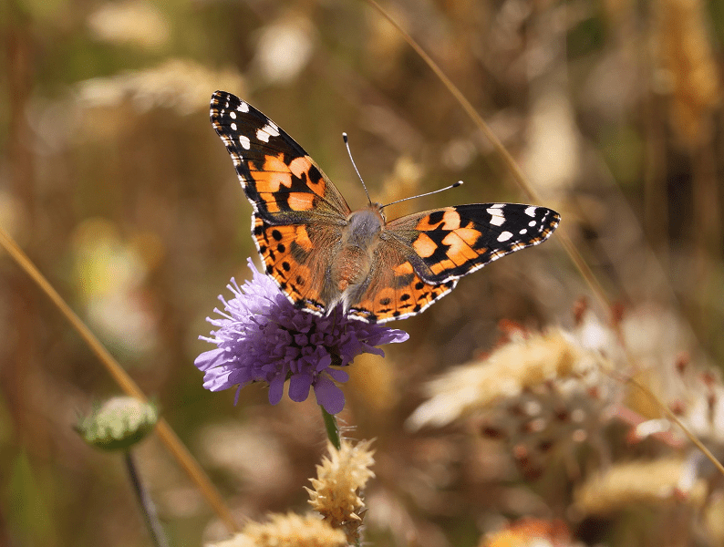 Update from Spring Park & Wickham&nbsp;Common